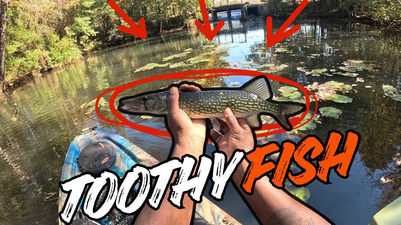 🎣 Catching Chain Pickerel Right Next to a Busy Road — Kayak Fishing ...