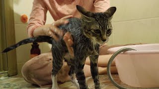 A kitten's first bath