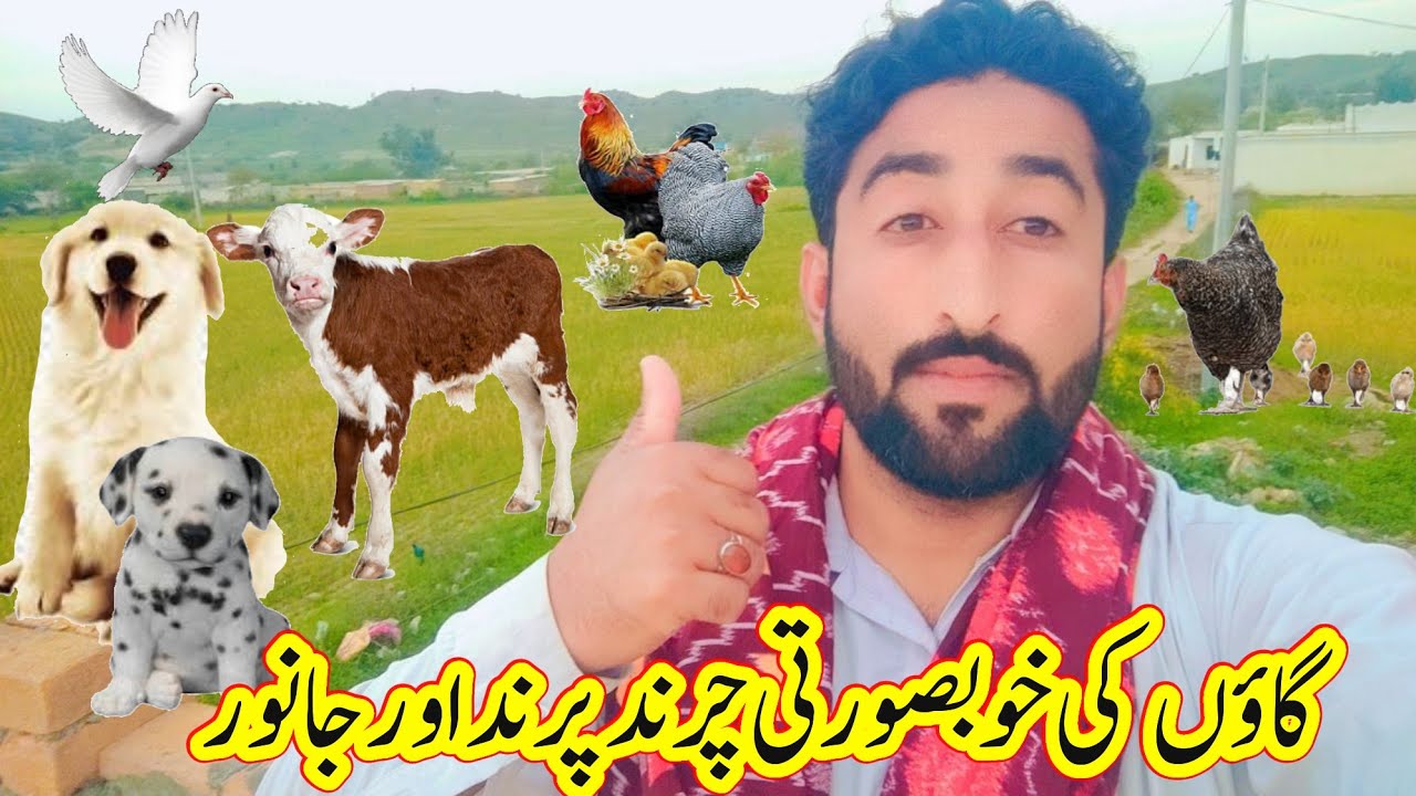 Beauty of Village/Birds Animal babies 09 April 2023 YouTube