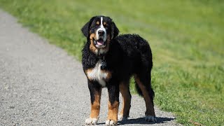 What are some ways to keep a Bernese Mountain Dog entertained indoors?