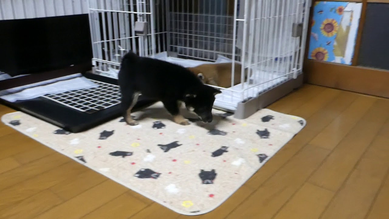 部屋中走り回る柴犬子犬達 YouTube