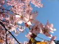 Athaira - Kikelet (Spring Blossom)