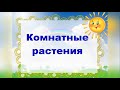 Комнатные растения