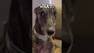 Scarily Cute: Our Greyhound's Adorable Expression