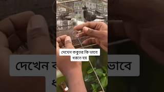 দেখুন  কবুতর কিভাবে ধরা হয়।