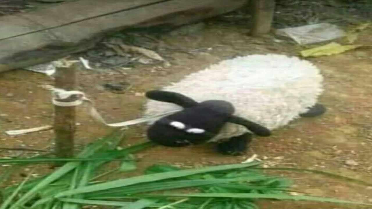 Kumpulan Meme Absurd yang saya temukan setelah Lebaran Idul Adha ( 80 )