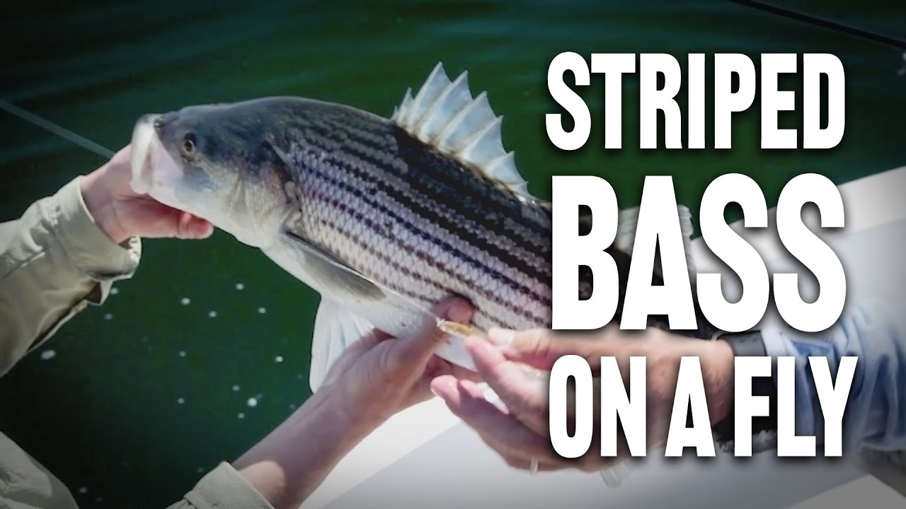 Striped Bass Fishing with Tom Rosenbauer 