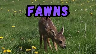 Cooldown with this compilation of FAWNS by Cooldown Compilation 207 views 4 months ago 3 minutes, 46 seconds