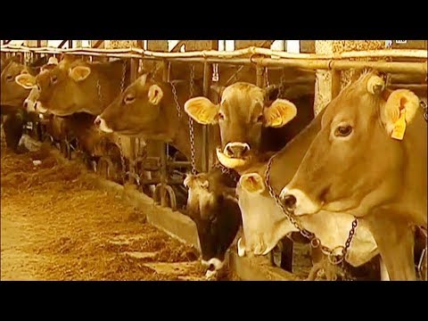 ახალი რეგულაცია