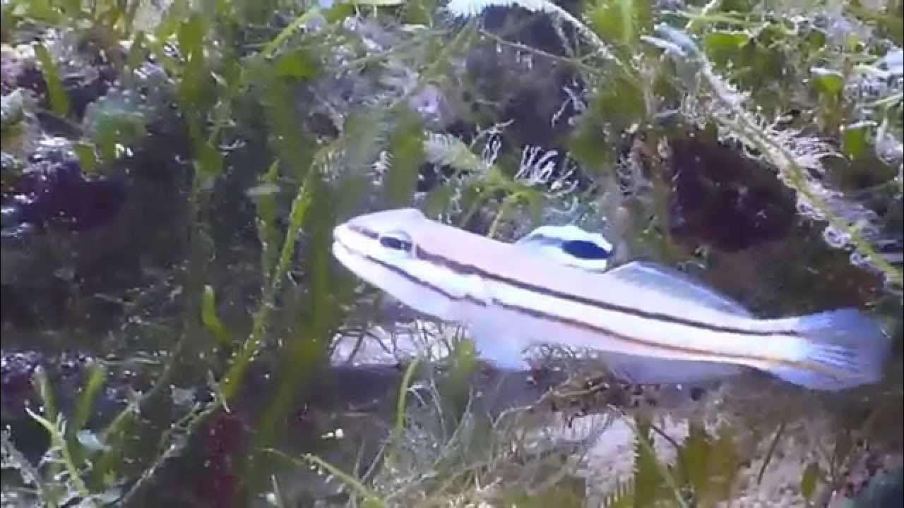 Blackline sleeper goby - Valenciennea helsdingenii - Grundel - YouTube