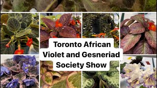 The Toronto African Violet and Gesneriad Society ( Show Tables) by lifeofbellina 780 views 1 month ago 33 minutes