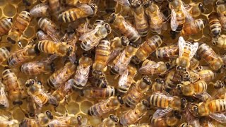 Honey for Nothing - Bee Documentary [English subtitles]