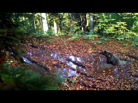 დატვირთული დღის შემდეგ ეროვნული პარკის ბინადარმა ტალახის აბაზანის მიღება გადაწყვიტა