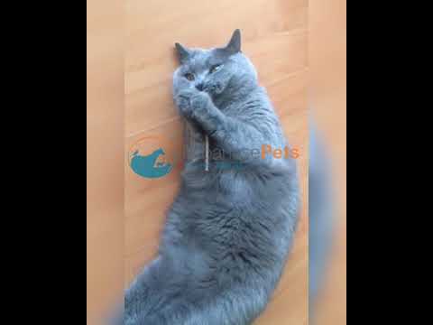 Royal Canin Sterilised Cat Food - Lebanese Pets