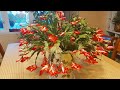 CÁCH CHĂM SÓC ĐỂ CÂY HOA CÀNG CUA CHO NHIỀU BÔNG ( Tiểu quỳnh - Christmas Cactus - Cactus de Noel)