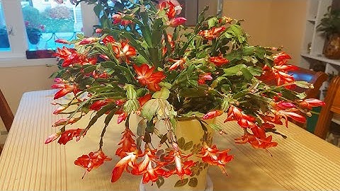 CÁCH CHĂM SÓC ĐỂ CÂY HOA CÀNG CUA CHO NHIỀU BÔNG ( Tiểu quỳnh - Christmas Cactus - Cactus de Noel)