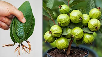 Guava Propagation Method By Leaves Is Simple And Effective