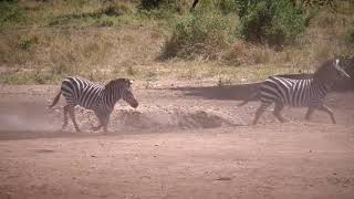 ZEBRA MATING LION SERIOUSLY