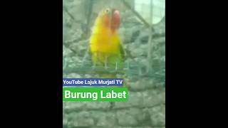 suara kicauan burung Labet part 2 versi mengkikik dan mencuit terbaru 2025