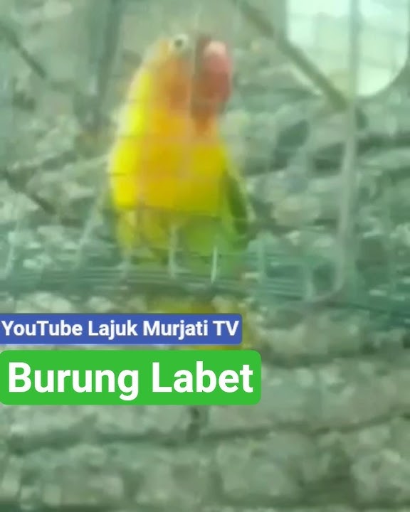 suara kicauan burung Labet part 2 versi mengkikik dan mencuit terbaru 2025
