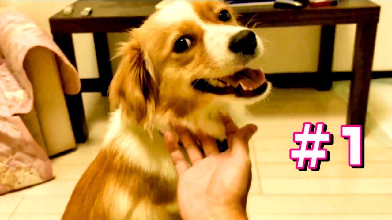 日本一カワイイ雑種犬ワワの日常その1 ペットの癒し 動物がかわいいyoutube動画はここだ