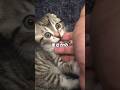りっちゃんは自分でスリスリするブラシでもシャーしますか?理不尽な結末がコチラ🤣 #猫