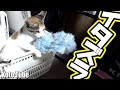 子猫を保護したよ！！野良子猫を家に迎えて10日目、何故か100均のハンディーモップがお気に入り！？