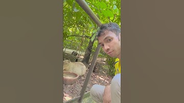 Capybara decides to run away from me as soon as I wanted to take a selfie with her #RiverWonders