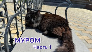 Жизнь сердца - это ЛЮБОВЬ❤️ МУРОМ. Часть 1.