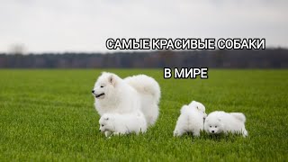 15 САМЫХ КРАСИВЫХ ПОРОД СОБАК В МИРЕ...