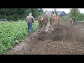 Harvesting potatoes: Belgian draft horses draw a potato digger