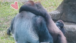 金剛Tayari愛的擁抱 🦍💕Gorilla Tayari's love hugs