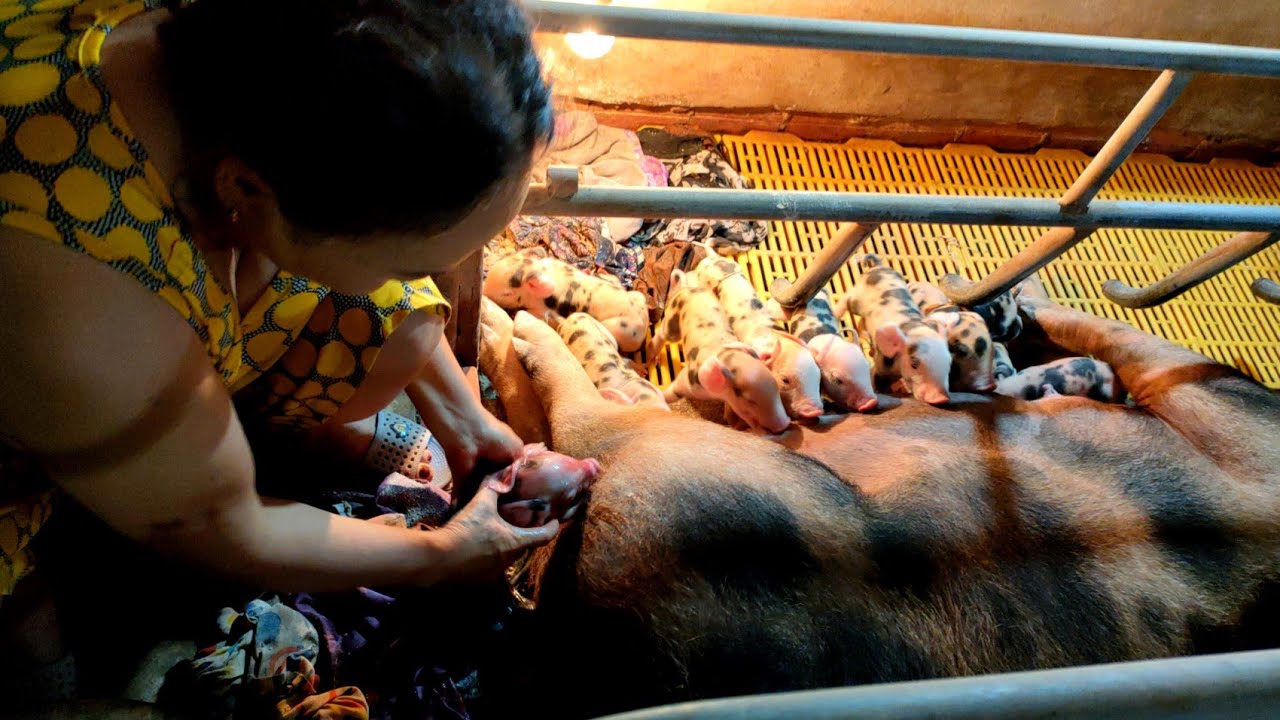 #71 Heo Bông Nái Đẻ Sê Con Thấy Ham Quá Heo So Đẻ Cũng Nhanh 🇻🇳