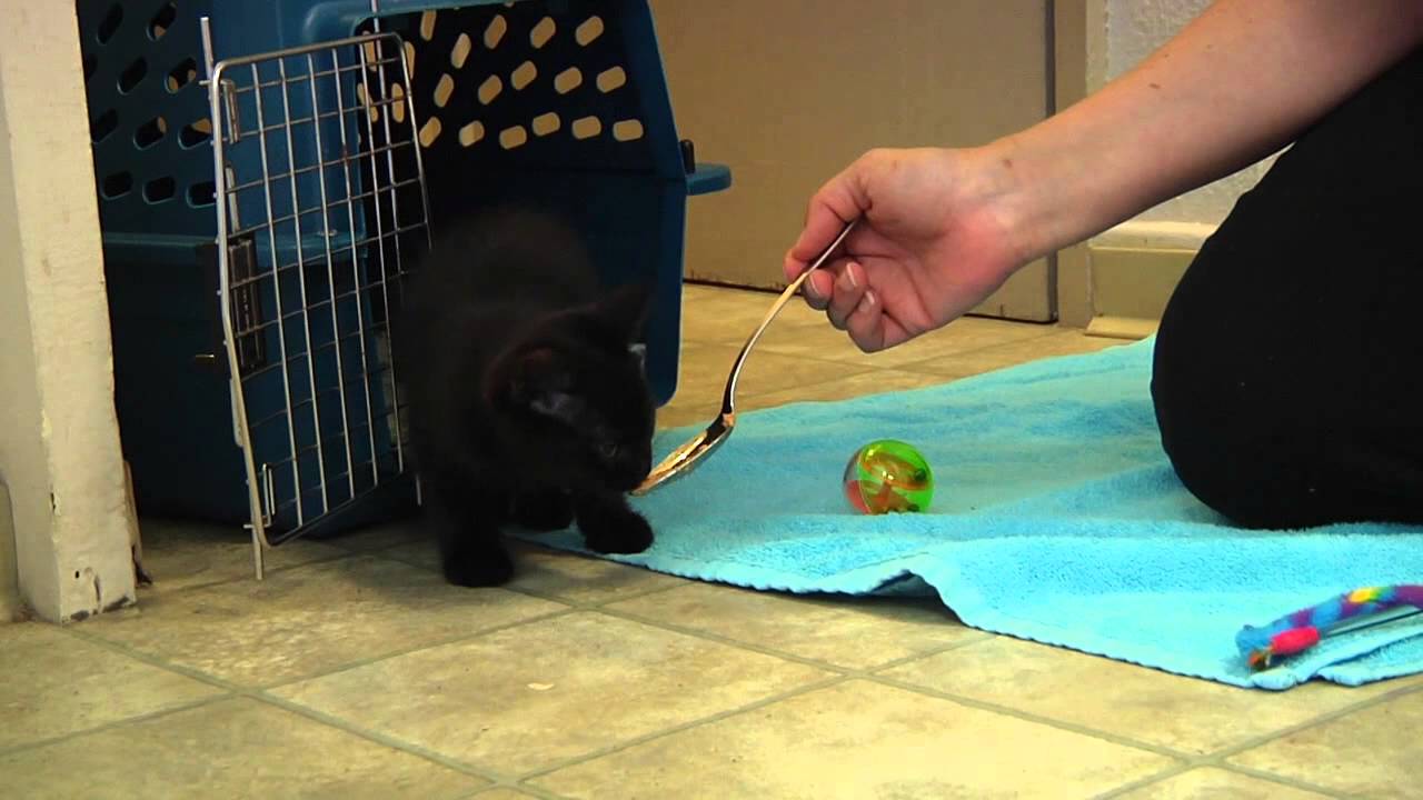 Tip Tuesdays Safe Toys for Kittens YouTube
