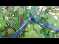 Надежный сучкорез для сада FISKARS L74