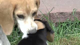 Beagles Puppies by Sue Dyer 87 views 1 year ago 4 minutes, 33 seconds