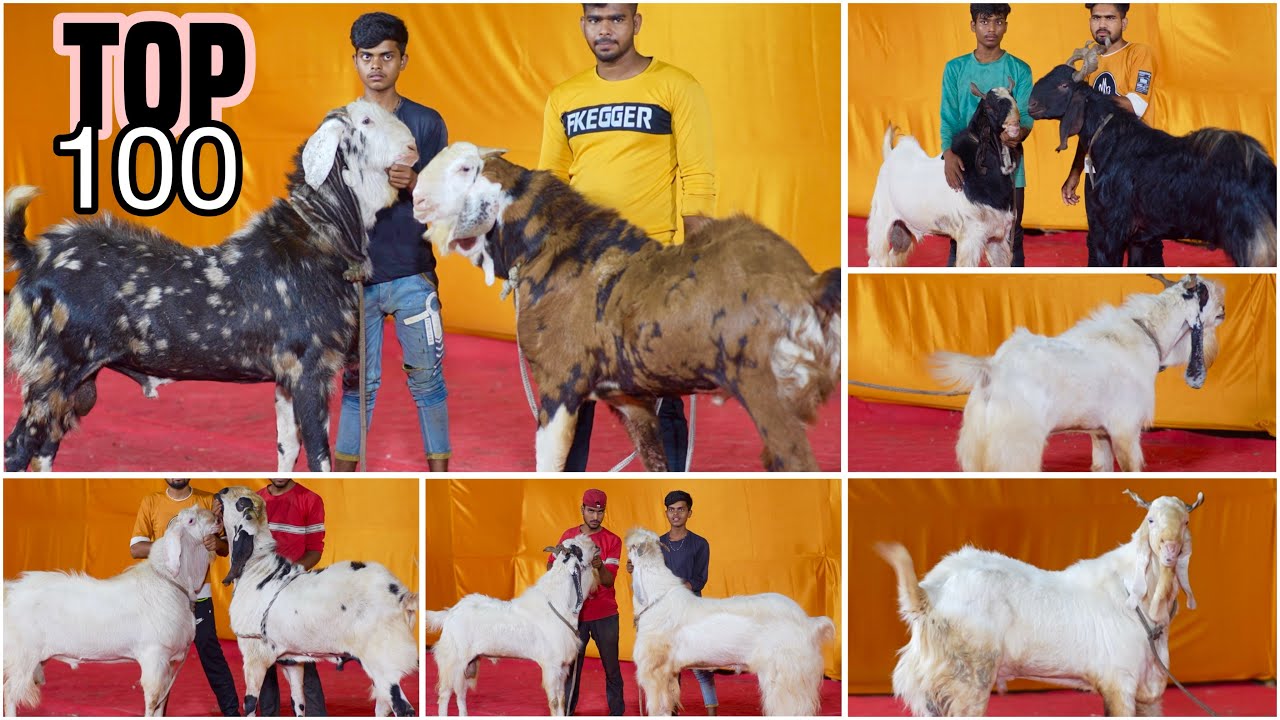 Top 100 Andul Goats of MD Goat Farm Ep 8