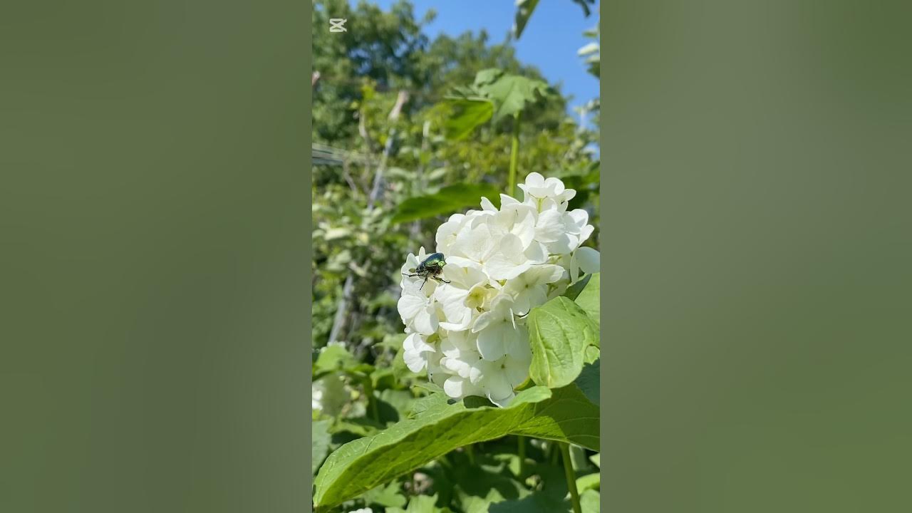 Калина бульденеж декоративный кустарник для сада! - YouTube