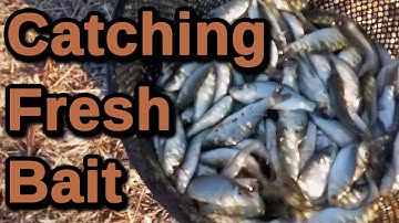 Using Frabill Minnow Trap to Catch Fishing Bait, Catching Carp Minnows, Utah Fishing, Bear River