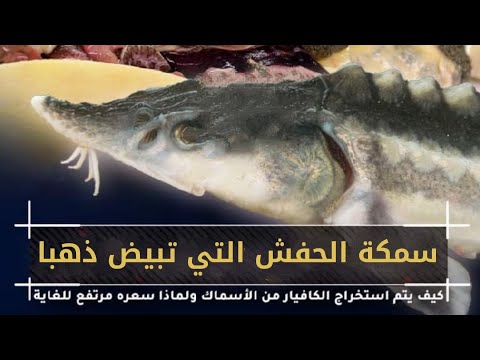 سمكة الحفش النادرة التي تبيض ذهبا كيف يتم استخراج الكافيار من الأسماك ولماذا سعره مرتفع للغاية