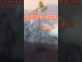 ただひとつの花 山内惠介 by HY