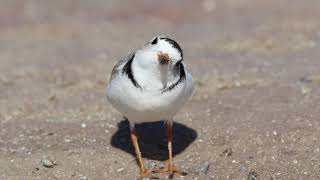 Piping Plover 04/03/19 at Fred Howard Park, Tarpon Springs, Florida