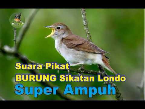 SUARA PIKAT SIKATAN LONDO SUPER AMPUH