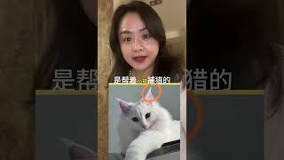 10 Shocking Cat Secrets You Never Knew
