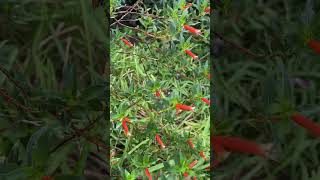 Merry Xmas Beeple A Buzzy New Year