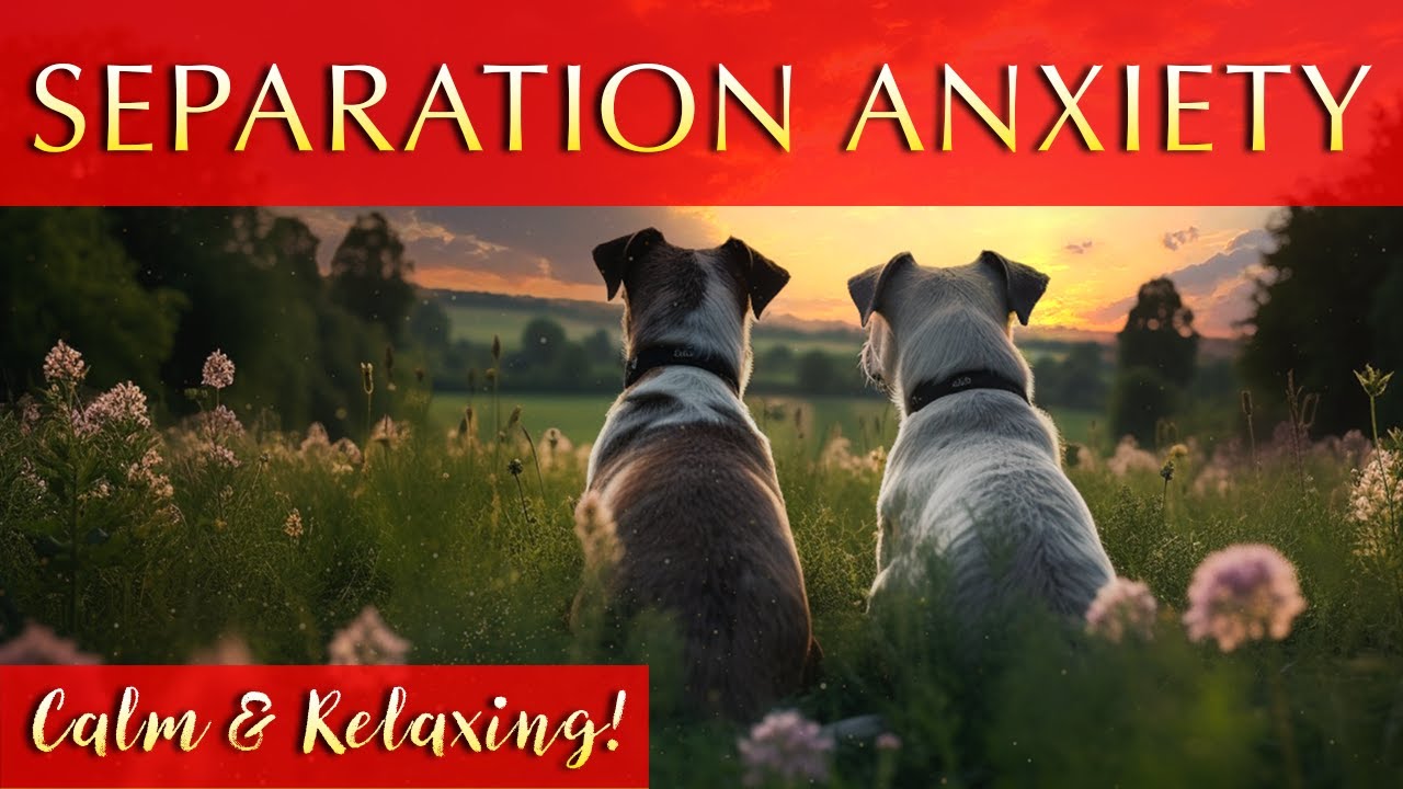 Calming Music for Dogs Home Alone  Relaxing and Soothing