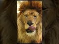 Lion Licks Lips (Slow Motion)