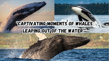 Captivating Moments of Whales Jumping Out of Water - 5s Story Animals