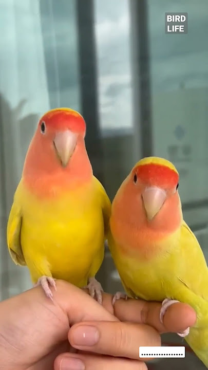 Beautiful parrot | love birds| |Bird Life| #shortvideo #birdlife #short #cute |  birds fall in love