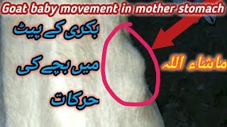 Bakri ho gai pregnant || pregnant bakri ke bachy ki movement || goat baby